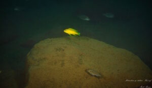 Metriaclima sp. 'daktari'